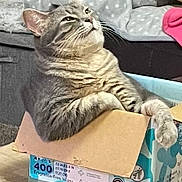 Toodles is registered to the contest to win money with this photo: animal, cardboard_box, cat, cozy, cute, domestic_cat, feline, fur, grey_cat, household, indoor, looking_up, paw, pet, relaxed, resting, sitting, tabby, table, whiskers
