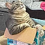 animal, cardboard_box, cat, cozy, cute, domestic_cat, feline, fur, grey_cat, household, indoor, looking_up, paw, pet, relaxed, resting, sitting, tabby, table, whiskers