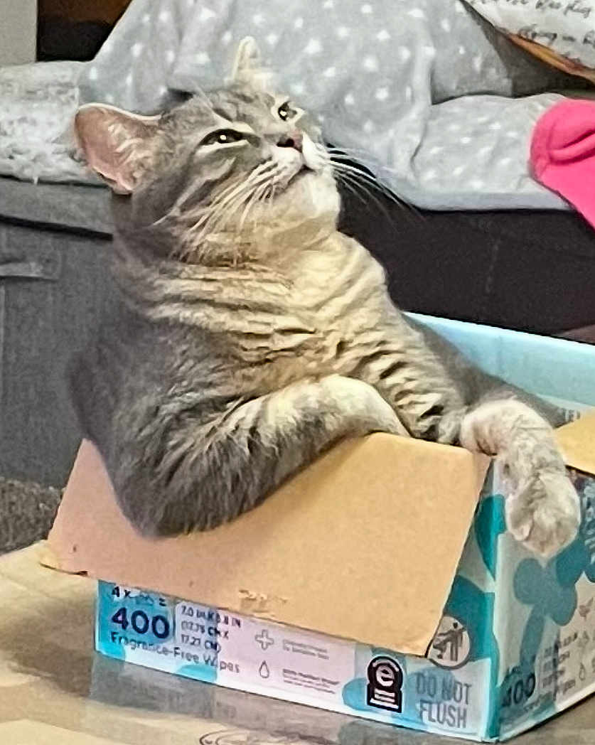Toodles