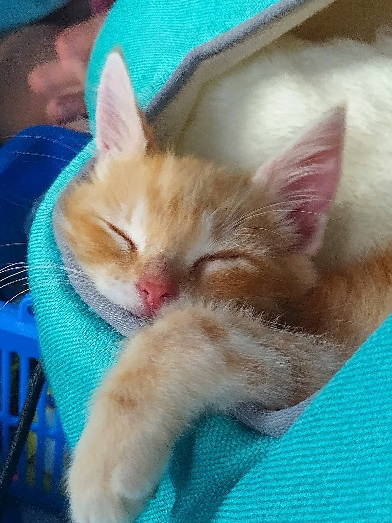 Lark joined the competition — help win amazing prizes! blue, carnivore, cat, claw, comfort, domestic_short_haired_cat, electric_blue, fawn, felidae, fur, gesture, human_leg, lap, mammal, nail, paw, small_to_medium_sized_cats, snout, tail, whiskers