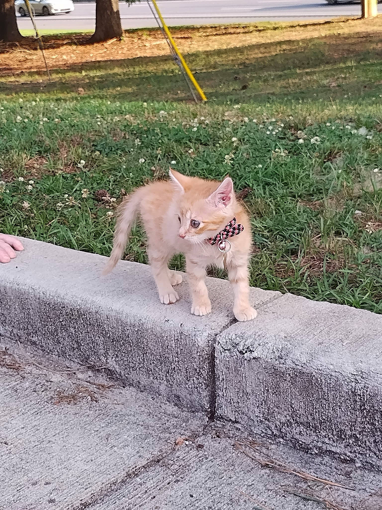 Lark is registered to the contest to win money with this photo: asphalt, big_cats, carnivore, cat, companion_dog, domestic_short_haired_cat, fawn, felidae, fur, grass, grey, mammal, plant, road_surface, sidewalk, small_to_medium_sized_cats, snout, tail, terrestrial_animal, whiskers