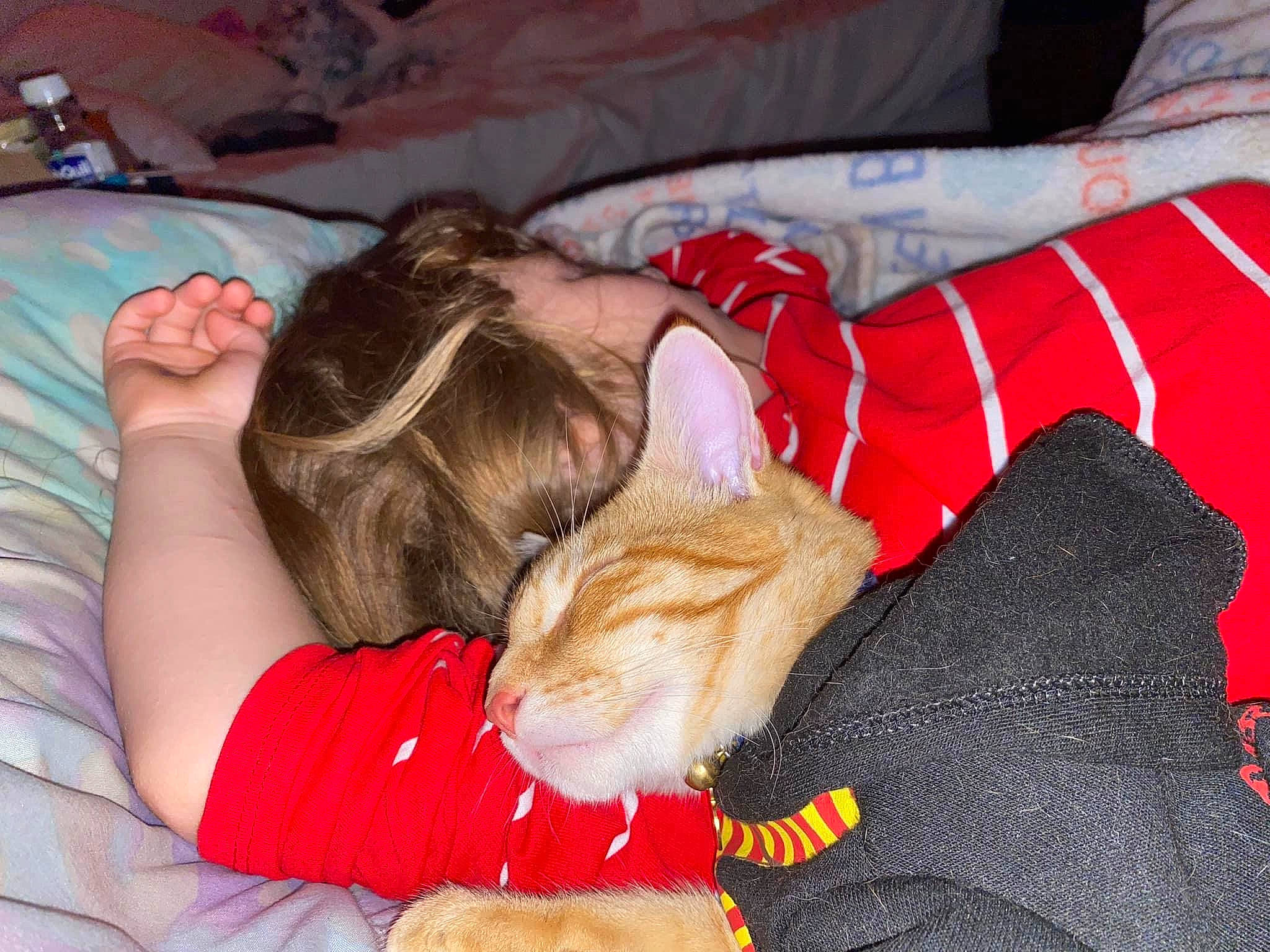 Lark is registered to the contest to win money with this photo: canidae, carnivore, cat, child, comfort, companion_dog, domestic_short_haired_cat, fawn, felidae, fur, human_leg, lap, linens, nail, nap, sitting, small_to_medium_sized_cats, tableware, textile, whiskers