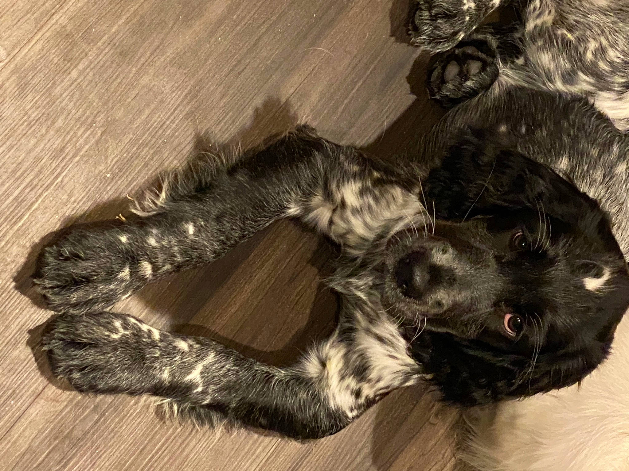 Roo joined the competition — help win amazing prizes! art, canidae, carnivore, claw, companion_dog, dog, dog_breed, felidae, foot, fur, guard_dog, liver, monochrome, paw, small_to_medium_sized_cats, snout, sporting_group, tail, whiskers, working_animal