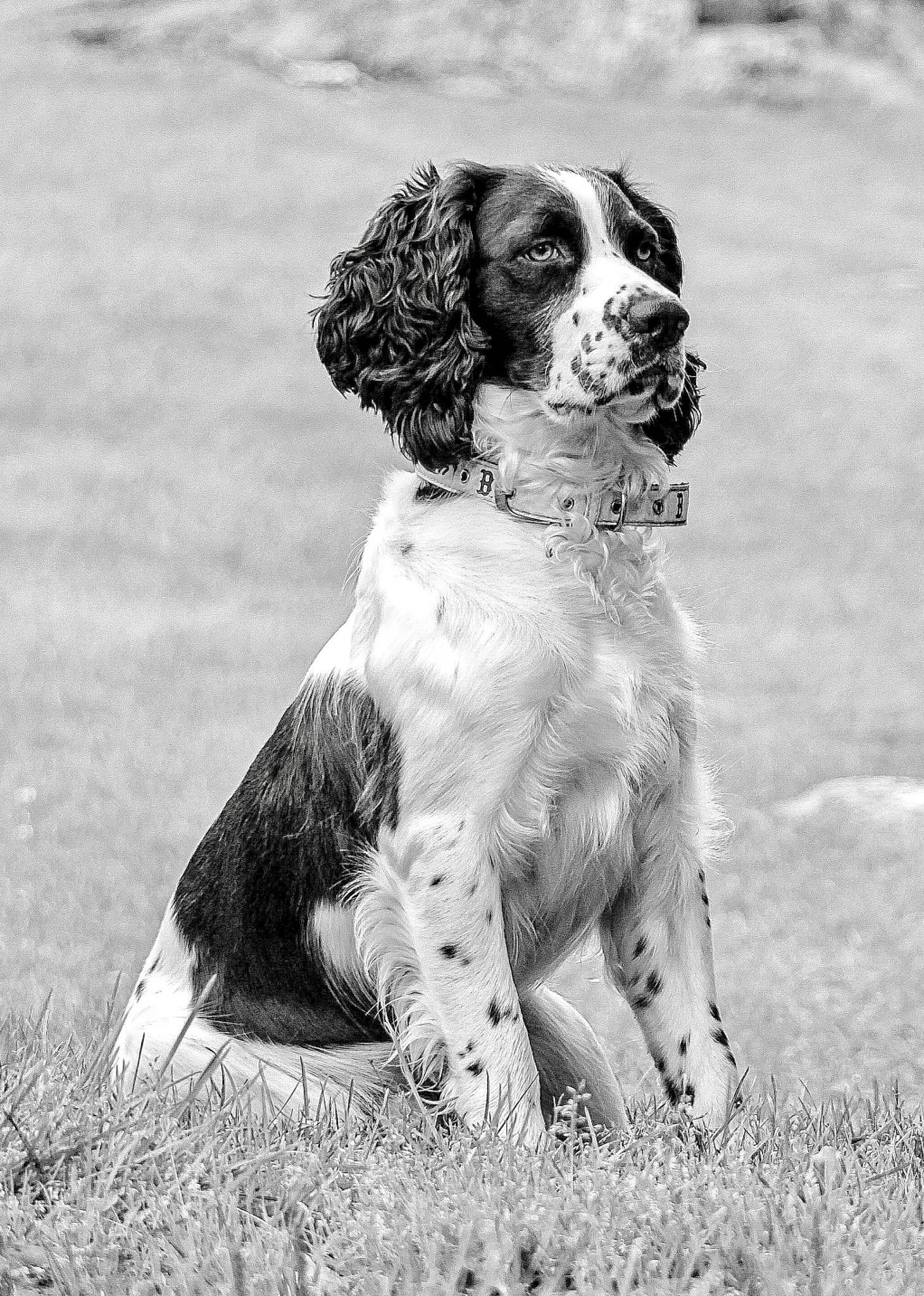 Remi joined the competition — help win amazing prizes! canidae, carnivore, cocker_spaniel, companion_dog, dog, dog_breed, fur, grass, gun_dog, king_charles_spaniel, monochrome, monochrome_photography, snout, spaniel, sporting_group, style, terrestrial_animal, white, working_animal, working_dog