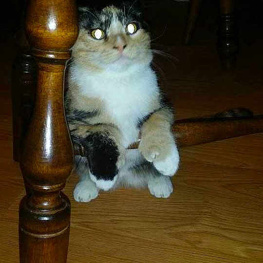 Missy