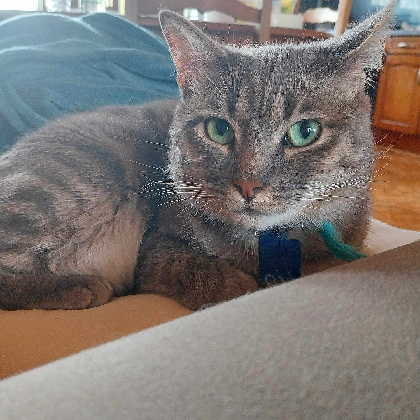 Gargild participe au concours pour gagner de l'argent avec cette photo : abyssinian, animal, architecture, building, cat, chair, closet, couch, cushion, furniture, hardwood, homedecor, indoors, interiordesign, kitten, livingroom, manx, pet, room, wood