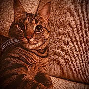 Clover is registered to the contest to win money with this photo: cat, tabby, pet, animal, feline, close_up, couch, indoor, texture, brown, whiskers, ears, eyes, fur, relaxed, domestic, cozy, portrait, looking_at_camera, resting