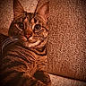 cat, tabby, pet, animal, feline, close_up, couch, indoor, texture, brown, whiskers, ears, eyes, fur, relaxed, domestic, cozy, portrait, looking_at_camera, resting
