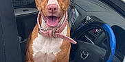 Caramello joined the competition — help win amazing prizes! dog, car, window, pink_collar, happy, tongue_out, ears_up, steering_wheel, blue_steering_wheel_cover, car_interior, pet, animal, canine, white_car, door, sitting, looking_out, cheerful, daylight, domestic_animal