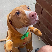 Caramello joined the competition — help win amazing prizes! dog, costume, gingerbread_man, brown, white_paws, green_bow, outdoor, brick_wall, curious, pet, animal, cute, puppy, sitting, looking_up, floor, human_leg, ears, snout, nose