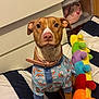 Caramello is registered to the contest to win money with this photo: dog, pet, shirt, rainbow_pattern, collar, bed, striped_bedspread, plush_toy, colorful, indoor, furniture, shoe_organizer, sneakers, brown_dog, cute, attentive, animal, domestic_animal, canine, toy