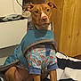 Caramello is registered to the contest to win money with this photo: dog, pet, clothing, blue, rainbow_pattern, indoor, bed, striped, wooden_wall, canine, sitting, looking_at_camera, furniture, cozy, animal, cute, pajamas, household, calm, portrait