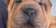 Sapphire is registered to the contest to win money with this photo: puppy, dog, close_up, wrinkly, sleepy, fur, pet, animal, cute, indoors, young, mammal, face, nostrils, whiskers, snout, brown, soft, relaxed, companion