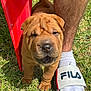Sapphire joined the competition — help win amazing prizes! puppy, dog, shar_pei, grass, leg, footwear, sock, slide_sandal, red_chair, outdoor, sunlight, cute, wrinkled_skin, pet, animal, young_dog, canine, small_dog, grass_field, daylight