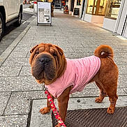 Sapphire joined the competition — help win amazing prizes! dog, shar_pei, pink_jacket, leash, sidewalk, urban, street, car, storefront, window, pavement, curb, evening, lights, pet, canine, walking, outdoor, animal, cute