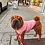 dog, shar_pei, pink_jacket, leash, sidewalk, urban, street, car, storefront, window, pavement, curb, evening, lights, pet, canine, walking, outdoor, animal, cute