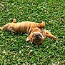 Sapphire joined the competition — help win amazing prizes! puppy, dog, grass, outdoor, nature, field, flowers, greenery, sleeping, cute, wrinkles, pet, animal, relaxing, summer, sunlight, playful, young, adorable, peaceful