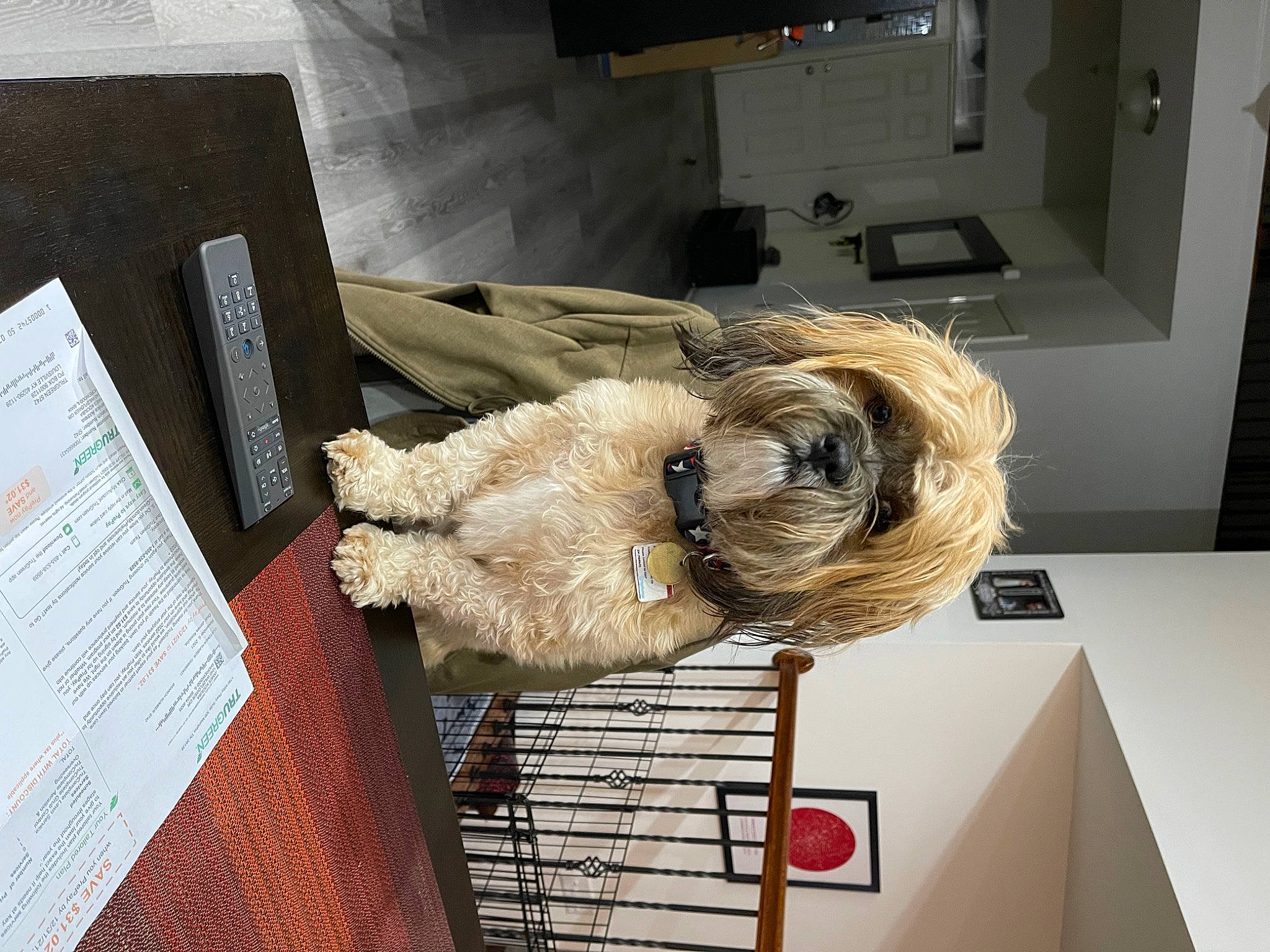 Tiberius is registered to the contest to win money with this photo: art, artifact, canidae, carnivore, companion_dog, dog_breed, eyewear, fashion_design, fawn, feather, felidae, flooring, fur, paper, room, snout, sporting_group, stuffed_toy, toy, wood