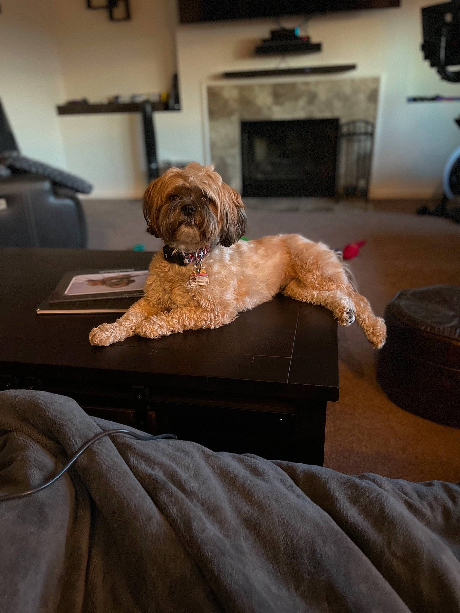 Tiberius joined the competition — help win amazing prizes! canidae, carnivore, chair, comfort, companion_dog, couch, dog, dog_breed, fawn, glasses, liver, pet_supply, picture_frame, poodle, sporting_group, sunglasses, terrier, toy_dog, water_dog, wood