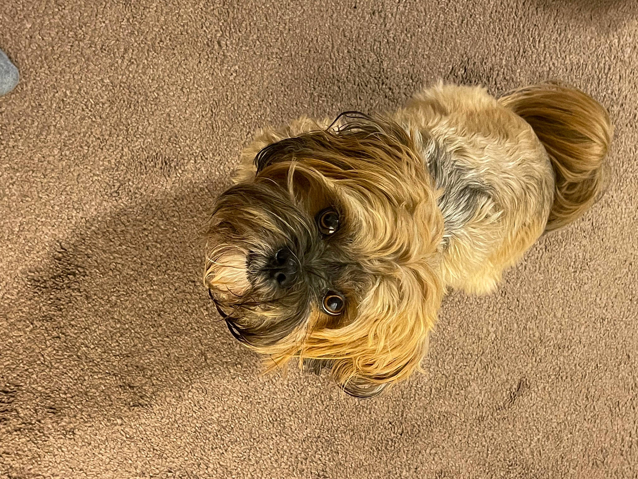 Tiberius is registered to the contest to win money with this photo: asphalt, carnivore, companion_dog, dog, dog_breed, fawn, felidae, flooring, fur, grass, hardwood, liver, road_surface, small_terrier, snout, soil, terrier, toy_dog, wood, working_animal