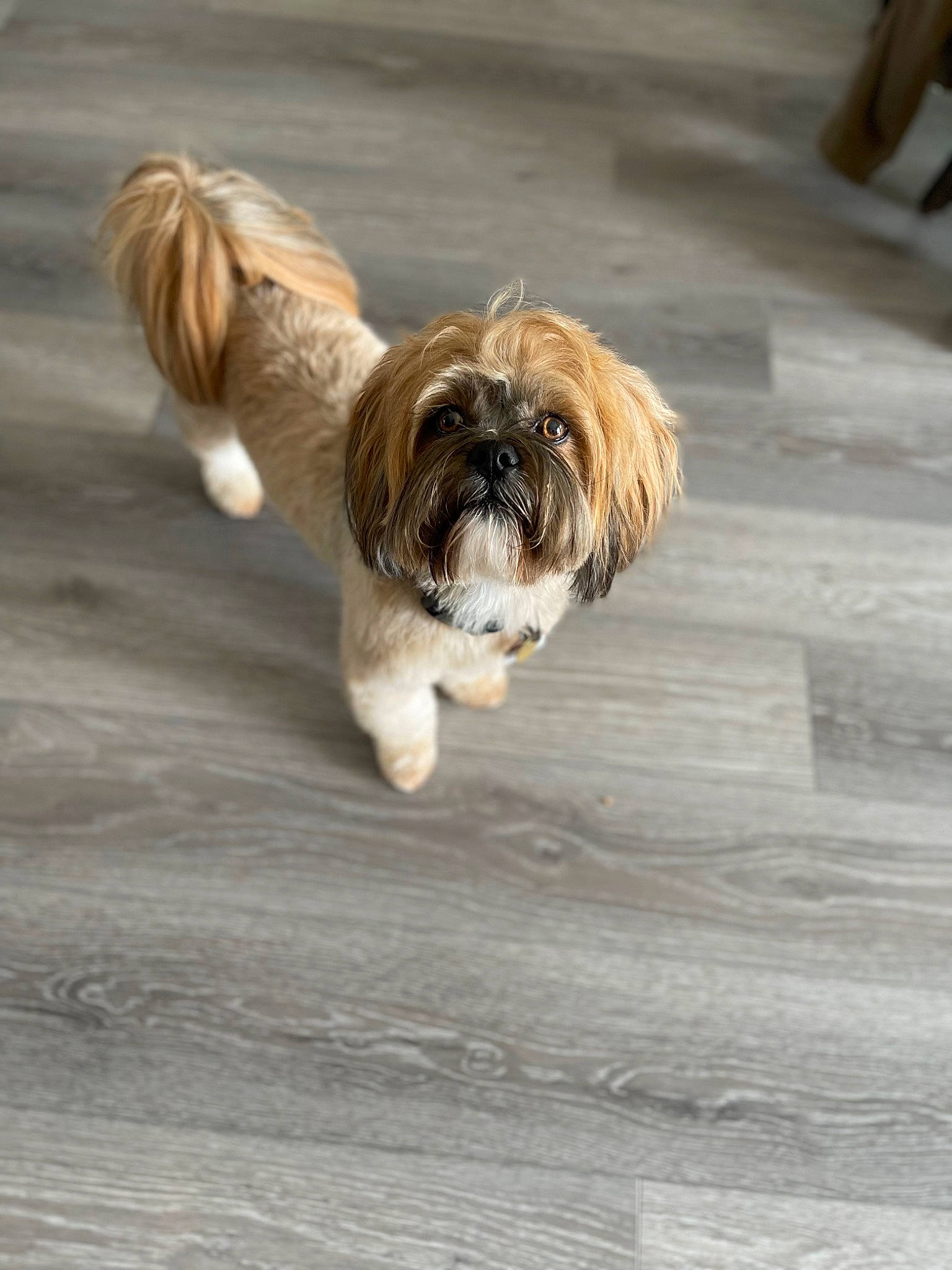 Tiberius joined the competition — help win amazing prizes! canidae, carnivore, companion_dog, dog, dog_breed, dog_collar, dog_supply, fawn, flooring, fur, hardwood, liver, shih_tzu, small_terrier, snout, sporting_group, terrier, toy_dog, wood, working_animal