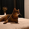 Tigrou a rejoint le concours — aidez-le/la à gagner de superbes lots ! cat, tabby_cat, pet, indoor, bed, blanket, furniture, curtains, vase, flowers, soft_lighting, relaxed, whiskers, fur, mammal, animal, cozy, looking_away, resting, home