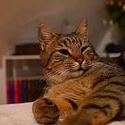 Tigrou participe au concours pour gagner de l'argent avec cette photo : cat, tabby, pet, feline, indoor, relaxed, close_up, whiskers, paw, resting, blurred_background, bookshelf, flower, cozy, fur, animal, cute, sleepy, portrait, domestic_cat