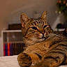 animal, blurred_background, bookshelf, cat, close_up, cozy, cute, domestic_cat, feline, flower, fur, indoor, paw, pet, portrait, relaxed, resting, sleepy, tabby, whiskers