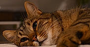 Tigrou participe au concours pour gagner de l'argent avec cette photo : cat, tabby_cat, lying_down, relaxed, indoor, soft_lighting, close_up, whiskers, fur, pet, animal, domestic_cat, resting, bedroom, blurred_background, flowers, cozy, warm_colors, sleepy, portrait