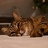 animal, bedroom, blurred_background, cat, close_up, cozy, domestic_cat, flowers, fur, indoor, lying_down, pet, portrait, relaxed, resting, sleepy, soft_lighting, tabby_cat, warm_colors, whiskers