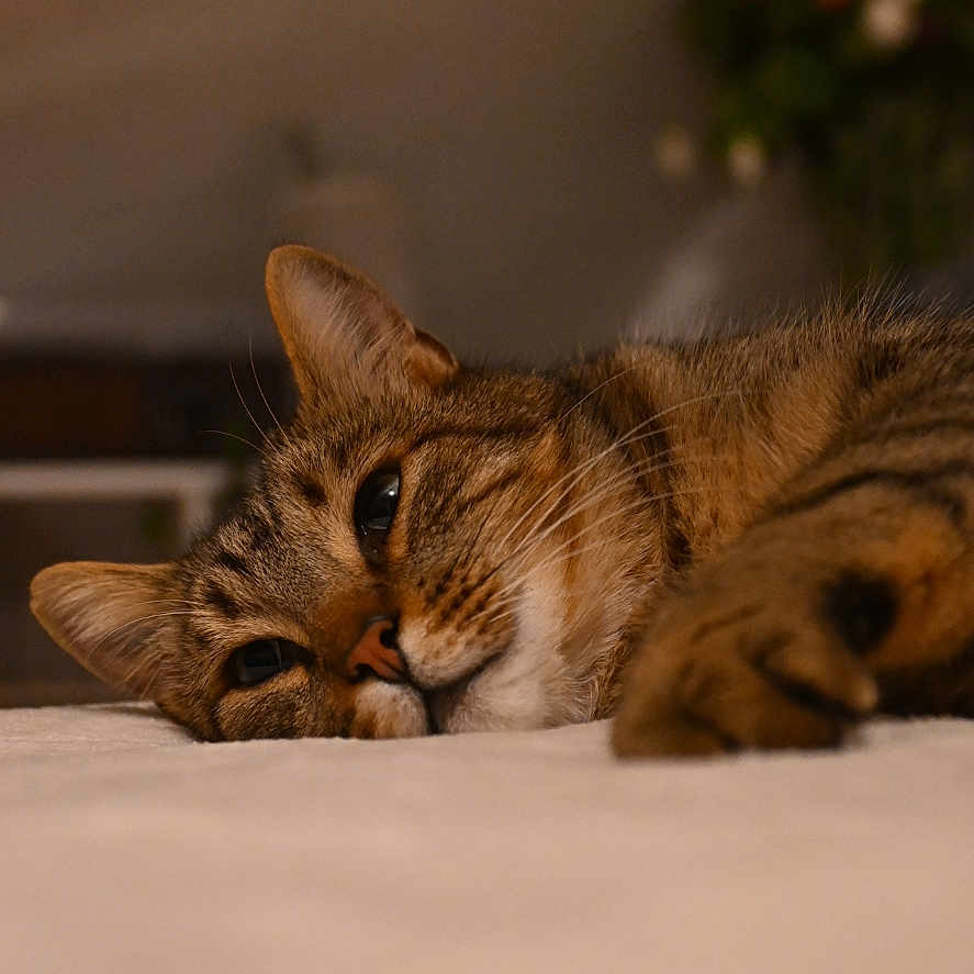 Tigrou participe au concours pour gagner de l'argent avec cette photo : cat, tabby_cat, lying_down, relaxed, indoor, soft_lighting, close_up, whiskers, fur, pet, animal, domestic_cat, resting, bedroom, blurred_background, flowers, cozy, warm_colors, sleepy, portrait