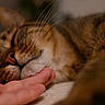 cat, tabby_cat, close_up, whiskers, sleeping, hand, pet, feline, cozy, affection, nose, fur, domestic_animal, indoor, resting, blurred_background, soft_light, animal, companion, calm