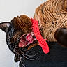 cat, brown_cat, pet, feline, yawning, mouth_open, red_collar, whiskers, fur, close_up, animal, domestic_animal, sleepy, resting, indoor, texture, black_surface, pink_tongue, teeth, cute