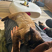 Mocchi a rejoint le concours — aidez-le/la à gagner de superbes lots ! cat, dog, lap, hand, person, indoor, living_room, coffee_table, plant, furniture, relaxed, pet, floor, sitting, casual, cozy, brown, red_collar, wood_floor, shelf