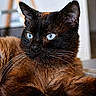 cat, siamese_cat, blue_eyes, whiskers, indoor, pet, feline, animal, close_up, fur, relaxed, alert, portrait, domestic_cat, mammal, cute, resting, brown_fur, black_face