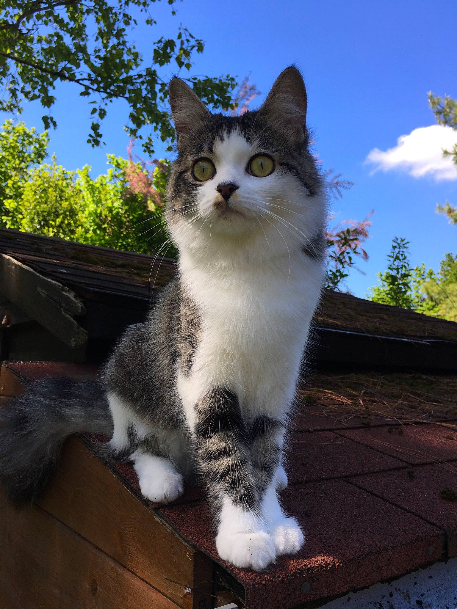 Kimiko a rejoint le concours — aidez-le/la à gagner de superbes lots ! aegean_cat, american_curl, american_wirehair, british_semi_longhair, carnivore, cat, domestic_short_haired_cat, european_shorthair, felidae, fur, kurilian_bobtail, mammal, norwegian_forest_cat, polydactyl_cat, ragamuffin, siberian, small_to_medium_sized_cats, tail, vertebrate, whiskers