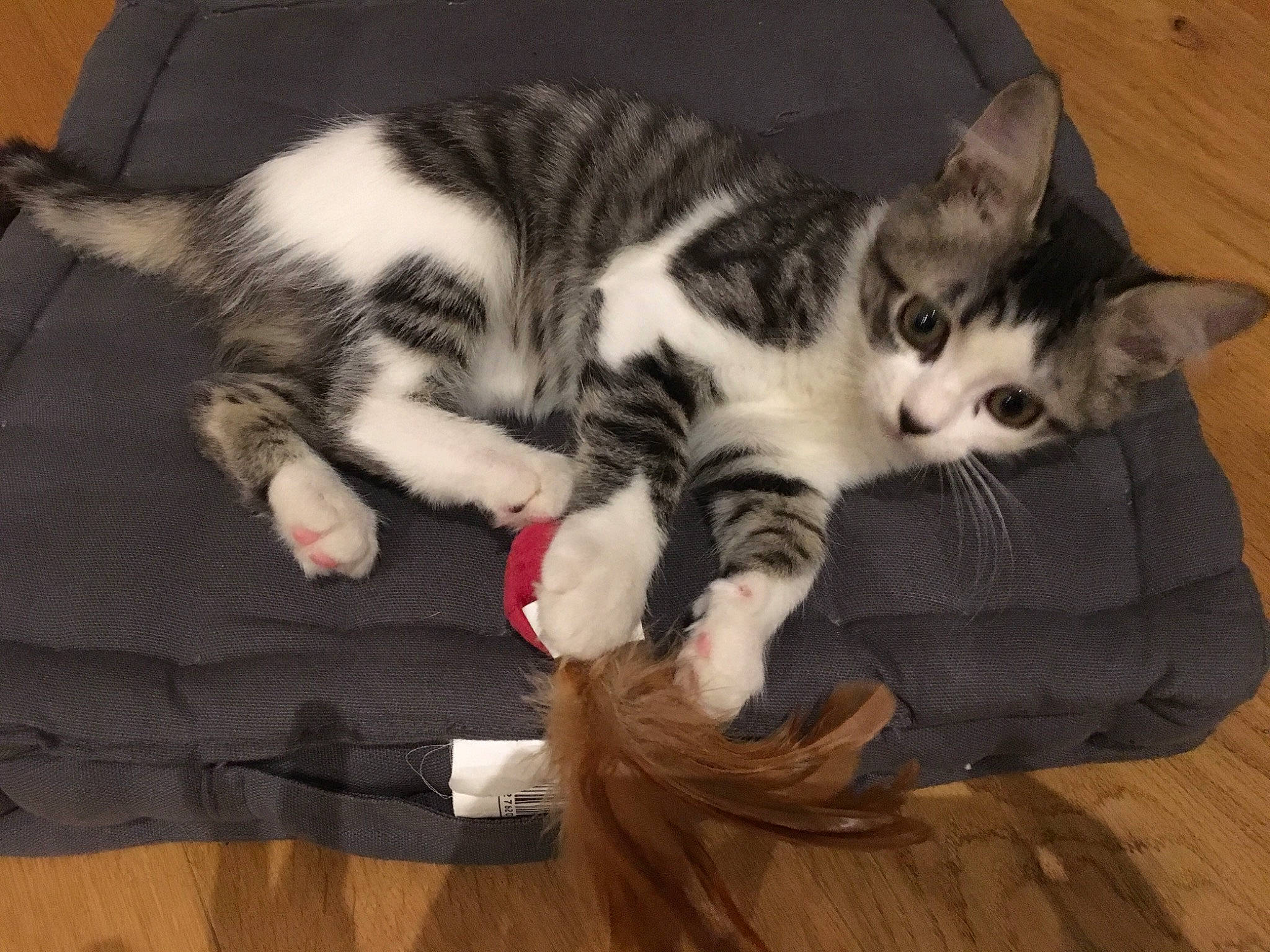 Kimiko a rejoint le concours — aidez-le/la à gagner de superbes lots ! american_shorthair, american_wirehair, asian, carnivore, cat, claw, domestic_short_haired_cat, dragon_li, european_shorthair, felidae, fur, kitten, mammal, paw, polydactyl_cat, small_to_medium_sized_cats, tabby_cat, tail, whiskers