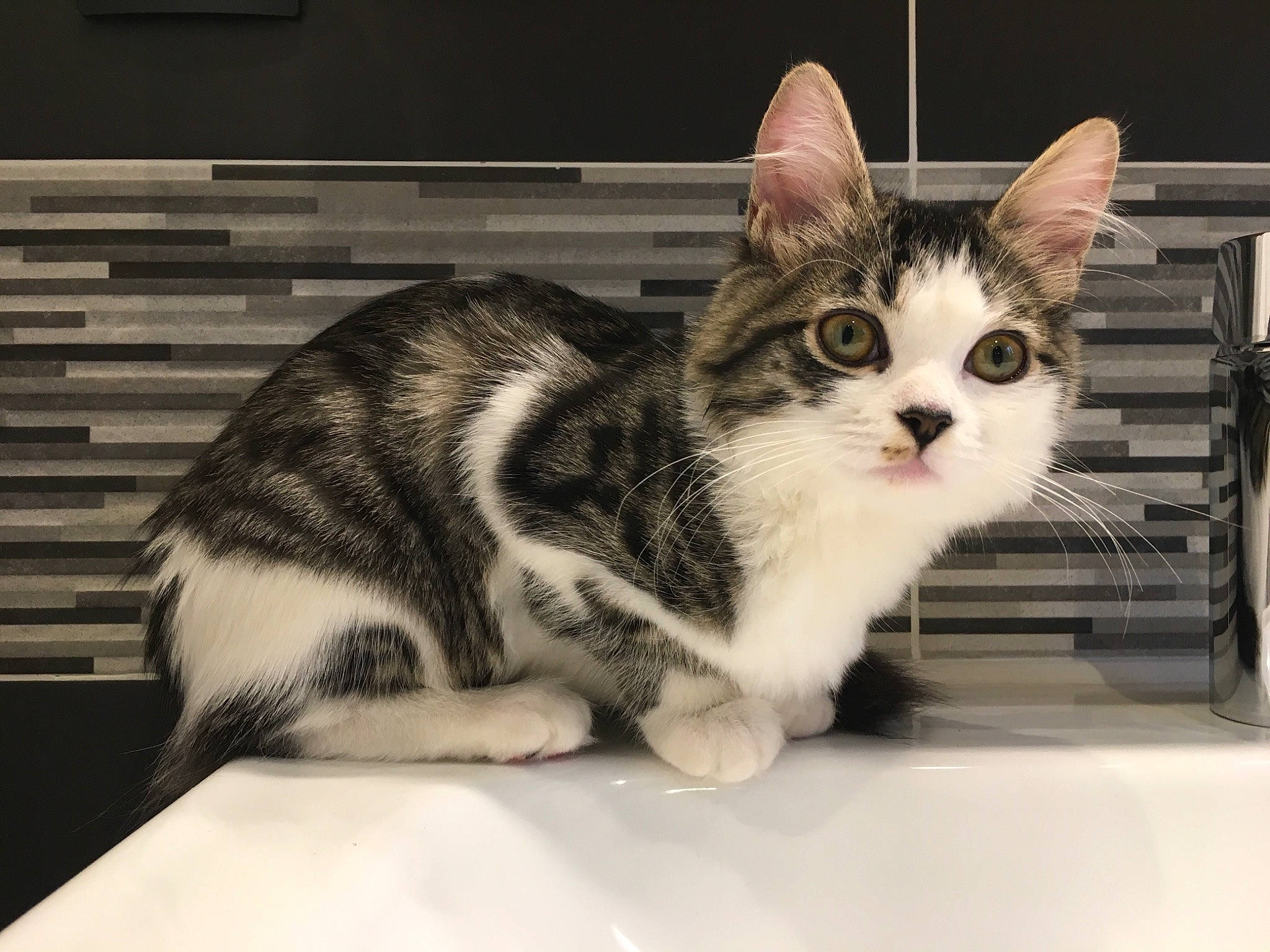 Kimiko a rejoint le concours — aidez-le/la à gagner de superbes lots ! aegean_cat, american_shorthair, american_wirehair, asian, black_and_white, carnivore, cat, domestic_short_haired_cat, european_shorthair, eye, felidae, fur, kitten, mammal, munchkin, paw, small_to_medium_sized_cats, snout, tabby_cat, whiskers