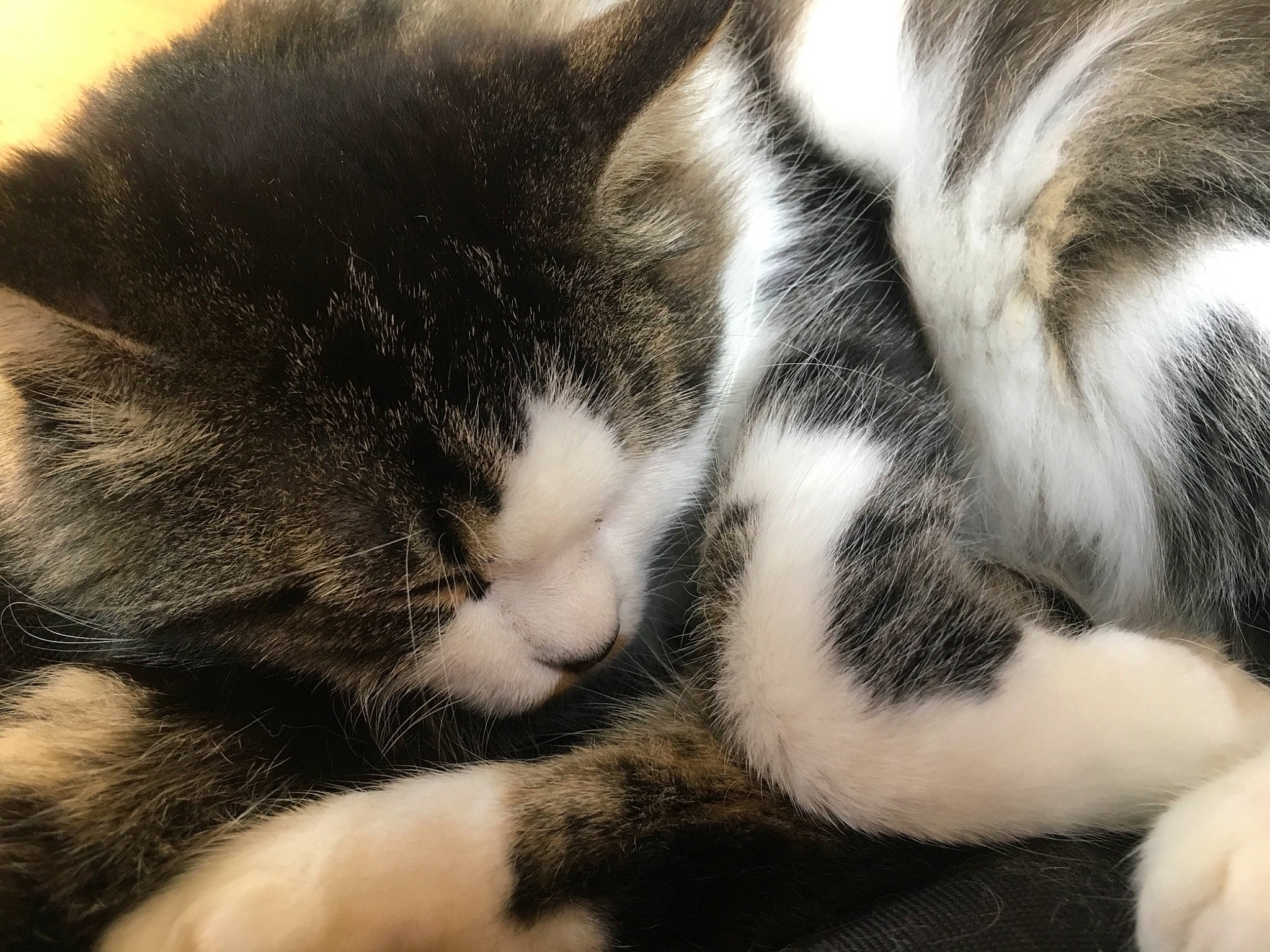 Kimiko participe au concours pour gagner de l'argent avec cette photo : american_shorthair, american_wirehair, asian, black_and_white, carnivore, cat, domestic_short_haired_cat, european_shorthair, felidae, fur, kitten, mammal, nap, paw, polydactyl_cat, sleep, small_to_medium_sized_cats, snout, tail, whiskers