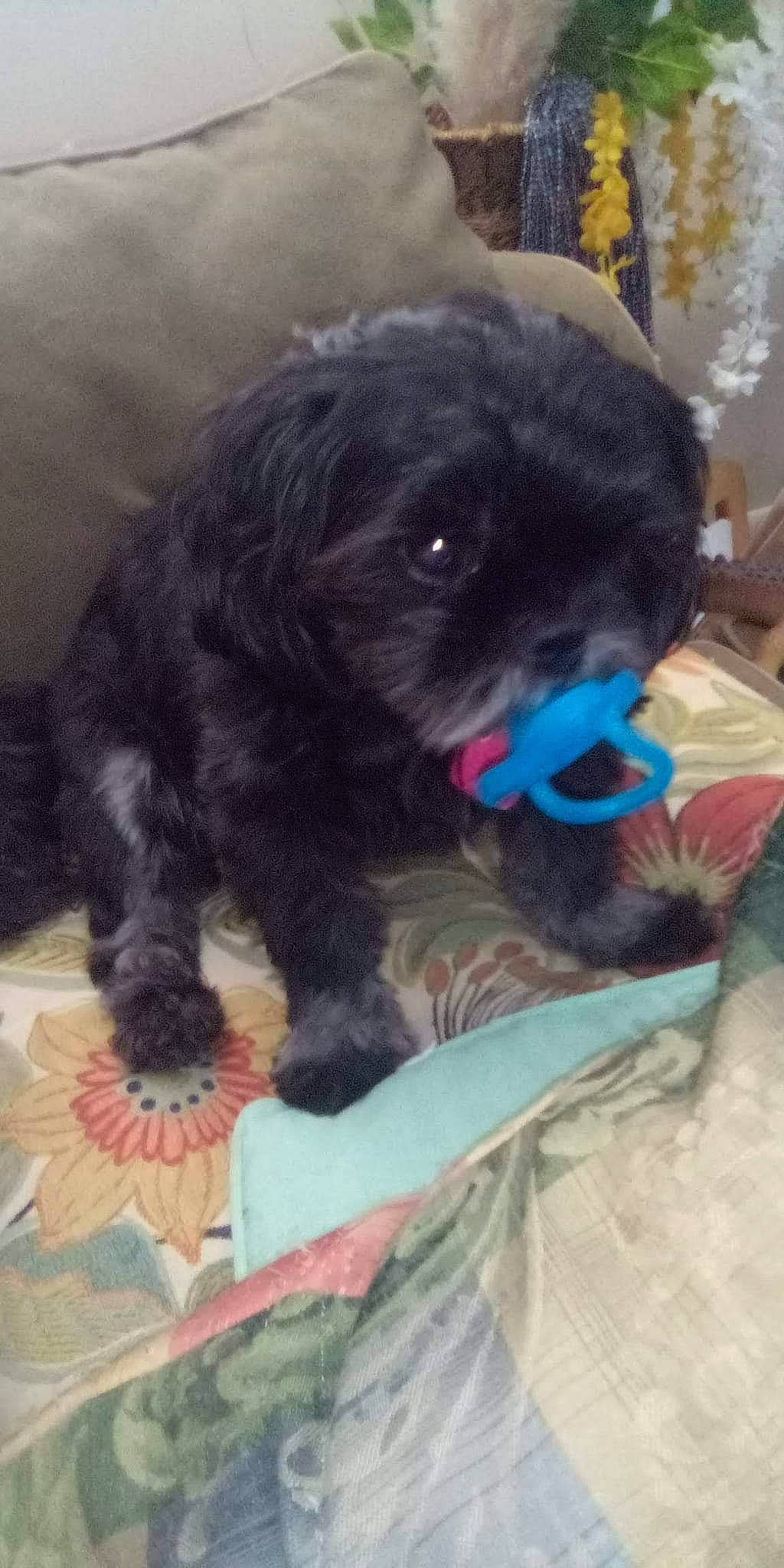 Chewy is registered to the contest to win money with this photo: canidae, carnivore, comfort, companion_dog, dog, dog_breed, dog_supply, fawn, fur, liver, non_sporting_group, pet_supply, shih_poo, small_terrier, snout, sporting_group, terrestrial_animal, terrier, toy_dog, working_animal