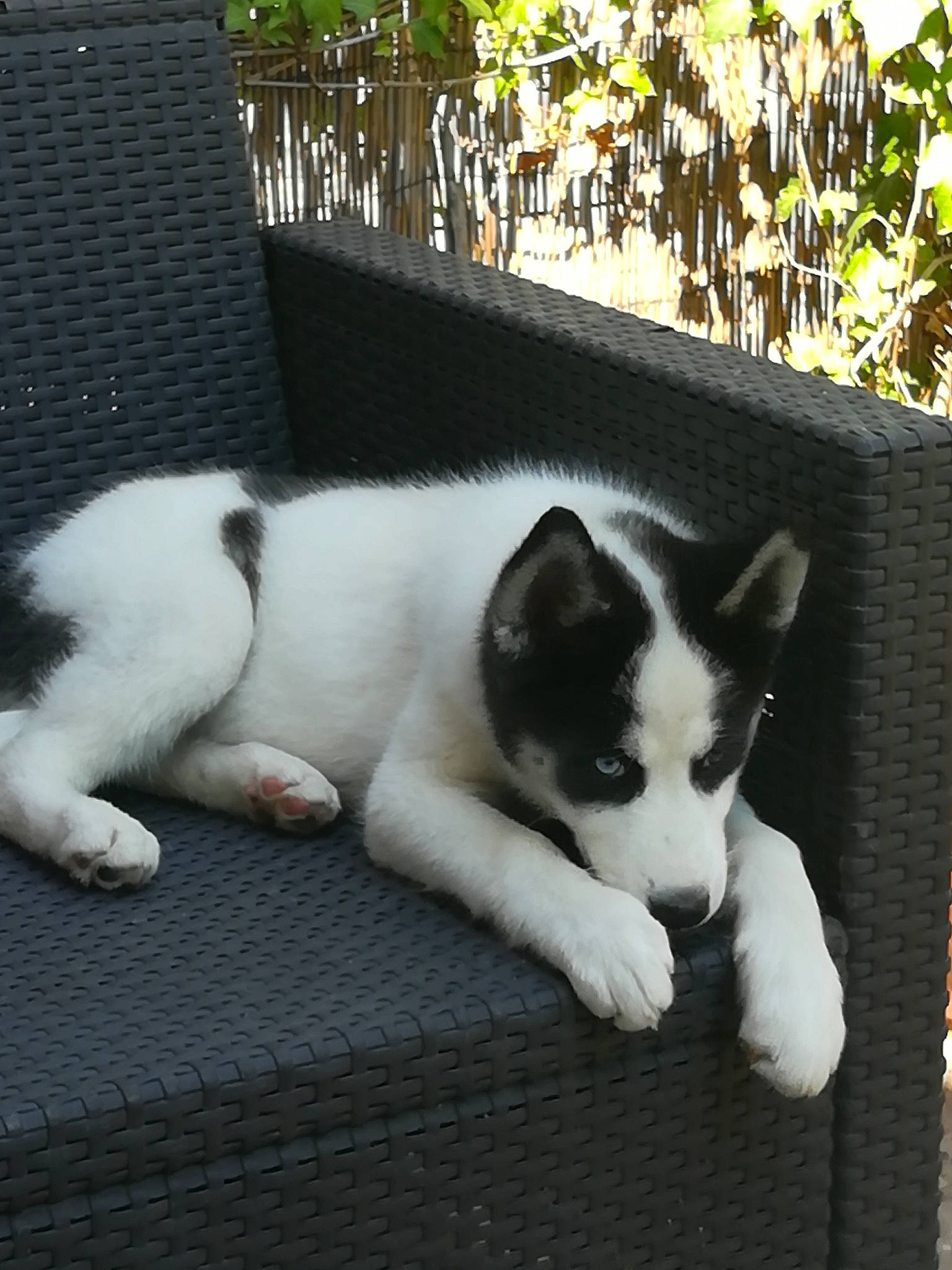 Pépite participe au concours pour gagner de l'argent avec cette photo : akita, akita_inu, canidae, carnivore, cat, dog, dog_breed, mammal, puppy, sakhalin_husky, siberian_husky, tail, thai_bangkaew_dog, vertebrate