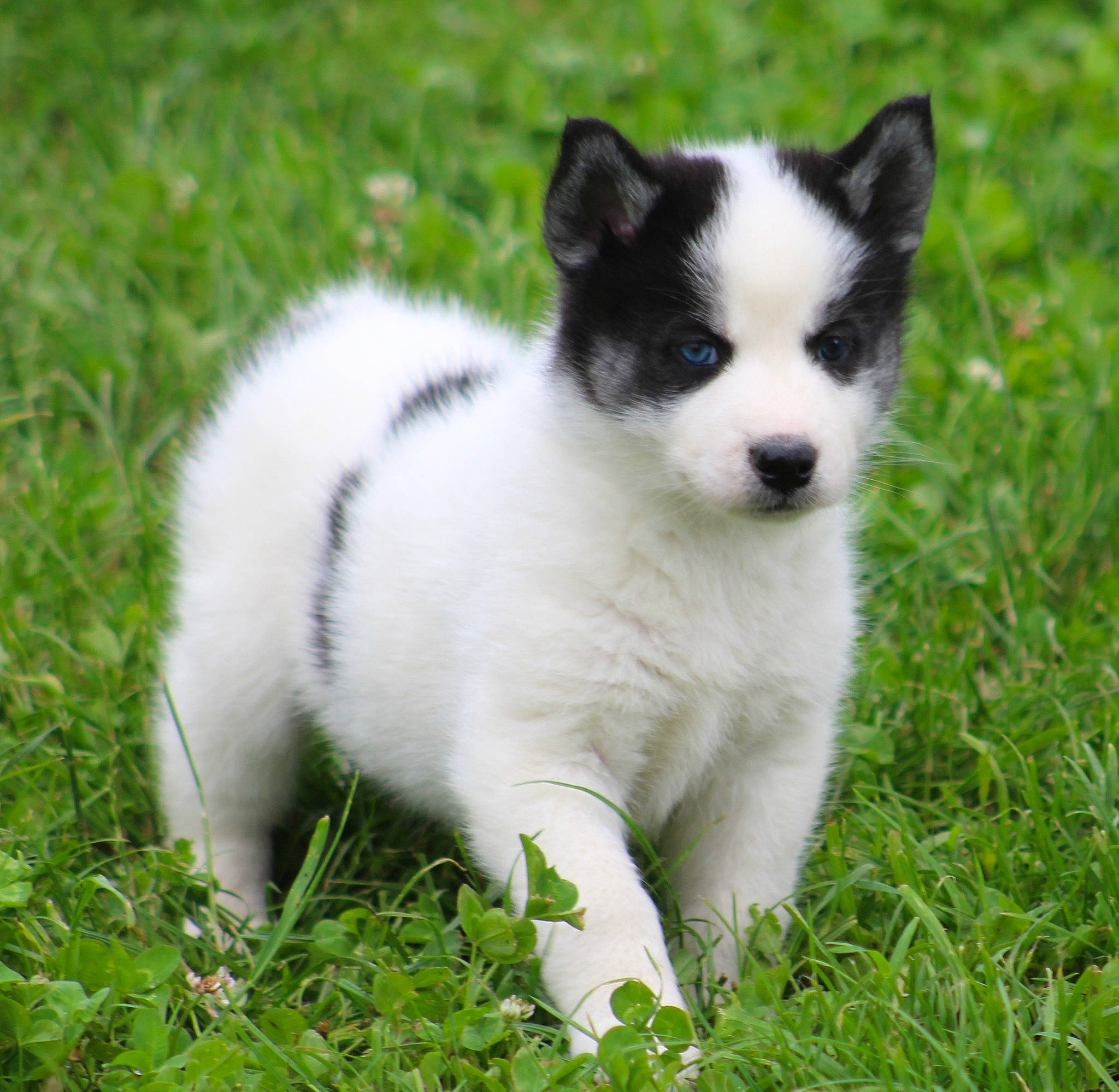 Pépite participe au concours pour gagner de l'argent avec cette photo : ancient_dog_breeds, canaan_dog, canadian_eskimo_dog, canidae, carnivore, companion_dog, dog, dog_breed, laika, mammal, puppy, rare_breed_dog, russo_european_laika, sakhalin_husky, siberian_husky, thai_bangkaew_dog, vertebrate
