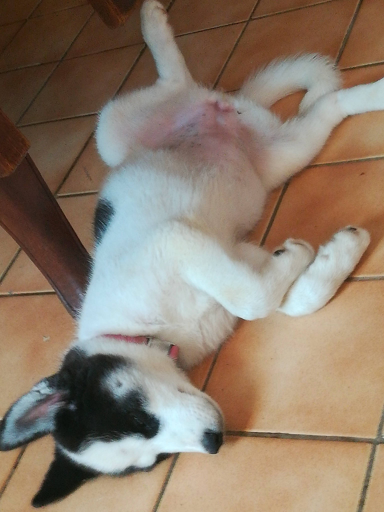 Pépite participe au concours pour gagner de l'argent avec cette photo : canidae, carnivore, dog, dog_breed, fawn, mammal, sporting_group, tail, vertebrate