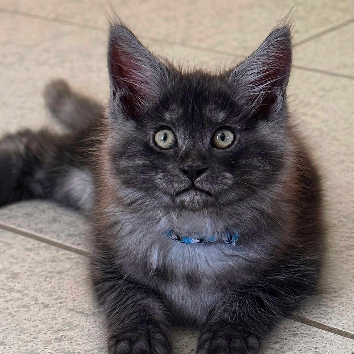 Boris