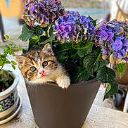 Diva joined the competition — help win amazing prizes! kitten, cat, flower_pot, hydrangea, purple_flowers, green_leaves, outdoor, pet, cute, curious, animal, plant, nature, small, feline, paw, pot, blurred_background, closeup, adorable