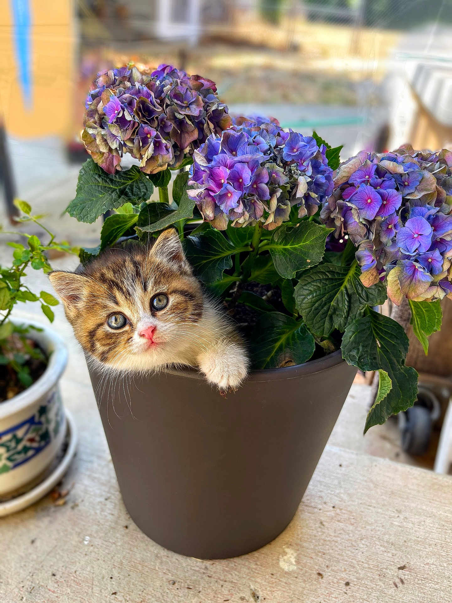 Diva joined the competition — help win amazing prizes! kitten, cat, flower_pot, hydrangea, purple_flowers, green_leaves, outdoor, pet, cute, curious, animal, plant, nature, small, feline, paw, pot, blurred_background, closeup, adorable