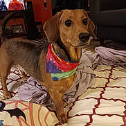 Lola joined the competition — help win amazing prizes! dog, bandana, bed, blanket, indoor, furniture, television, couch, patterned_bedspread, brown_dog, pet, animal, home, colorful, living_room, curtains, decor, alert, canine, fur
