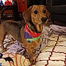 dog, bandana, bed, blanket, indoor, furniture, television, couch, patterned_bedspread, brown_dog, pet, animal, home, colorful, living_room, curtains, decor, alert, canine, fur