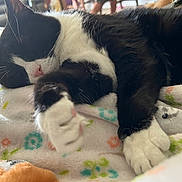 Figaro joined the competition — help win amazing prizes! cat, black_and_white, sleeping, paws, blanket, floral_pattern, indoor, cozy, pet, fur, whiskers, relaxation, close_up, animal, cute, soft_texture, resting, domestic, comfort, nap