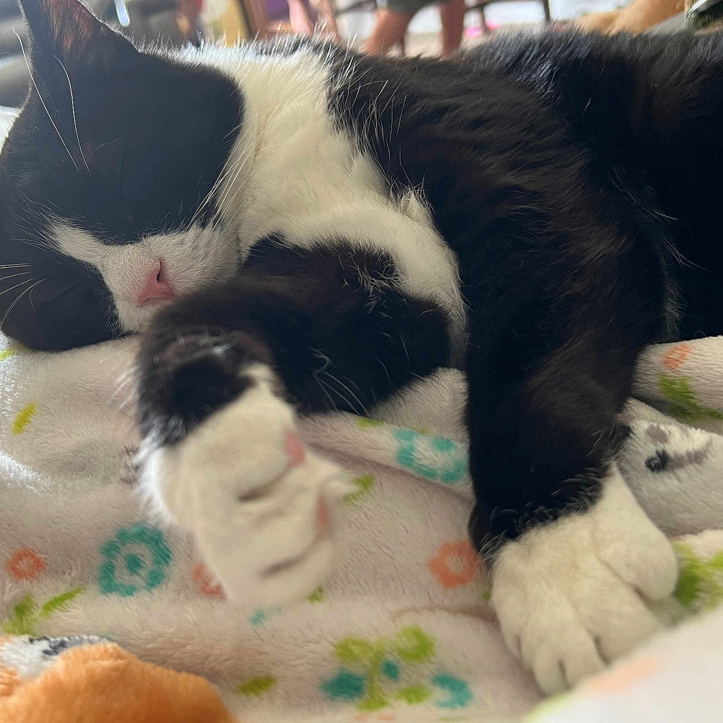 Figaro joined the competition — help win amazing prizes! cat, black_and_white, sleeping, paws, blanket, floral_pattern, indoor, cozy, pet, fur, whiskers, relaxation, close_up, animal, cute, soft_texture, resting, domestic, comfort, nap